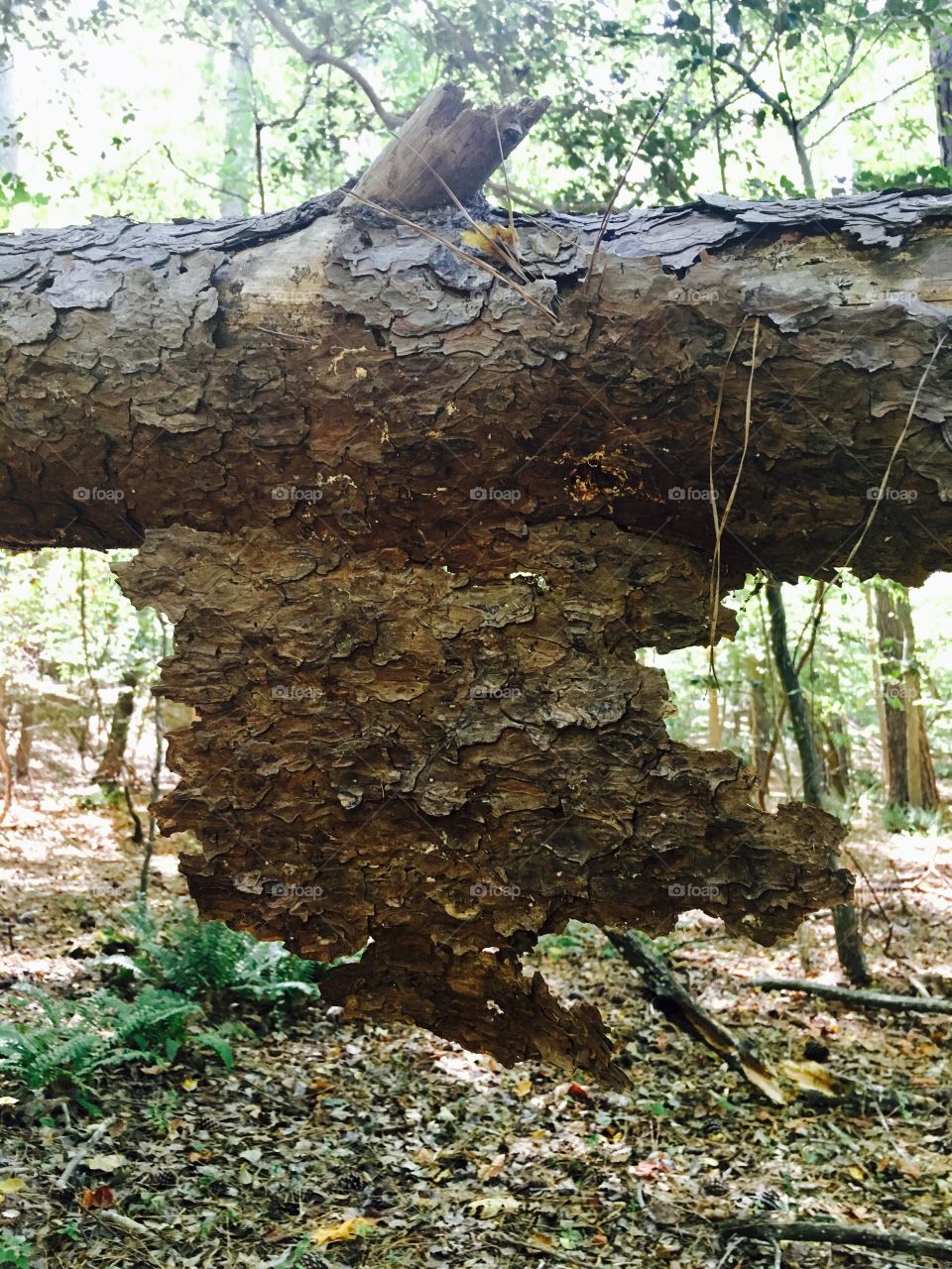 Falling bark