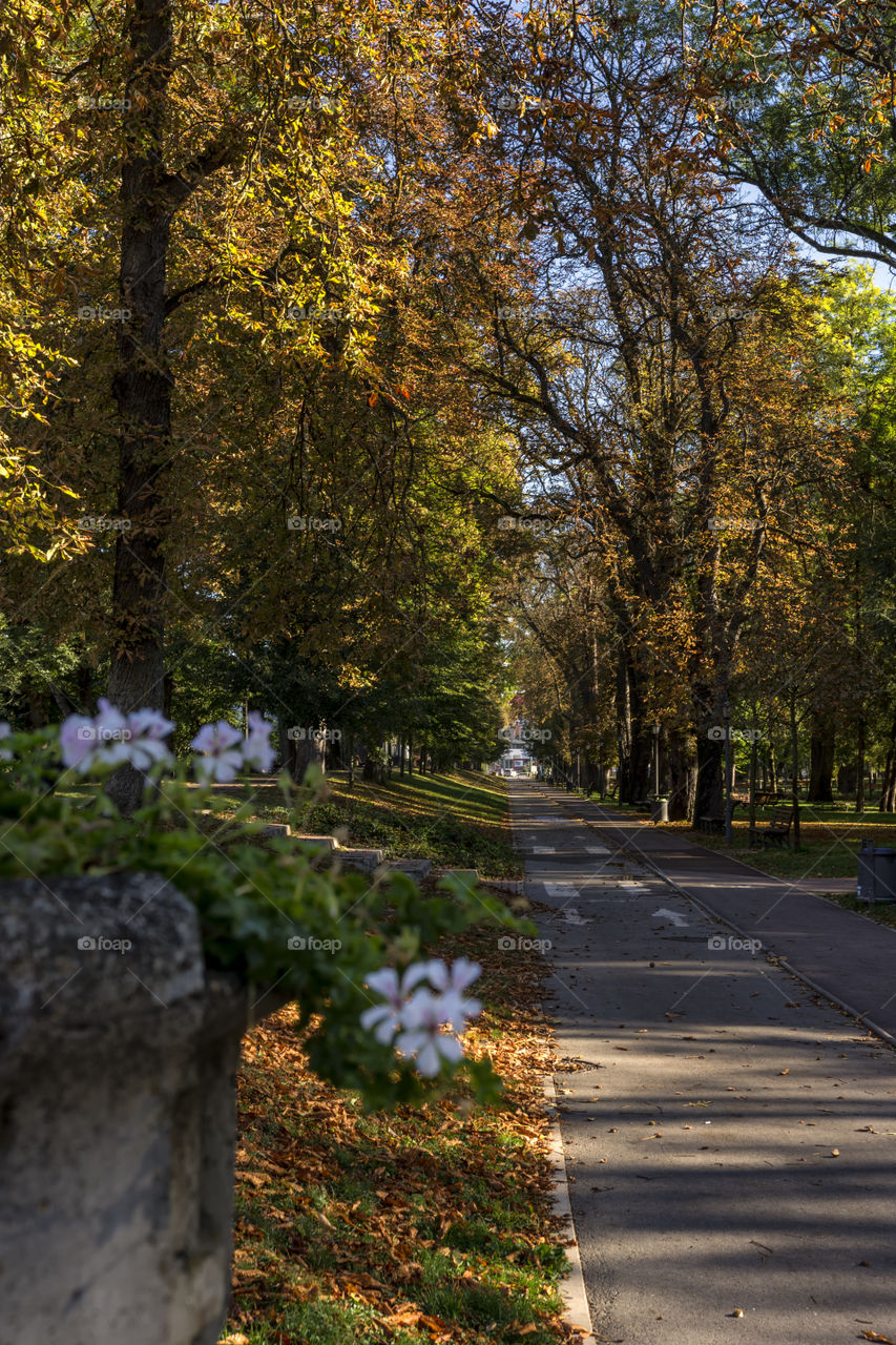 First signs of autumn in a park in Bistrita, Romania.