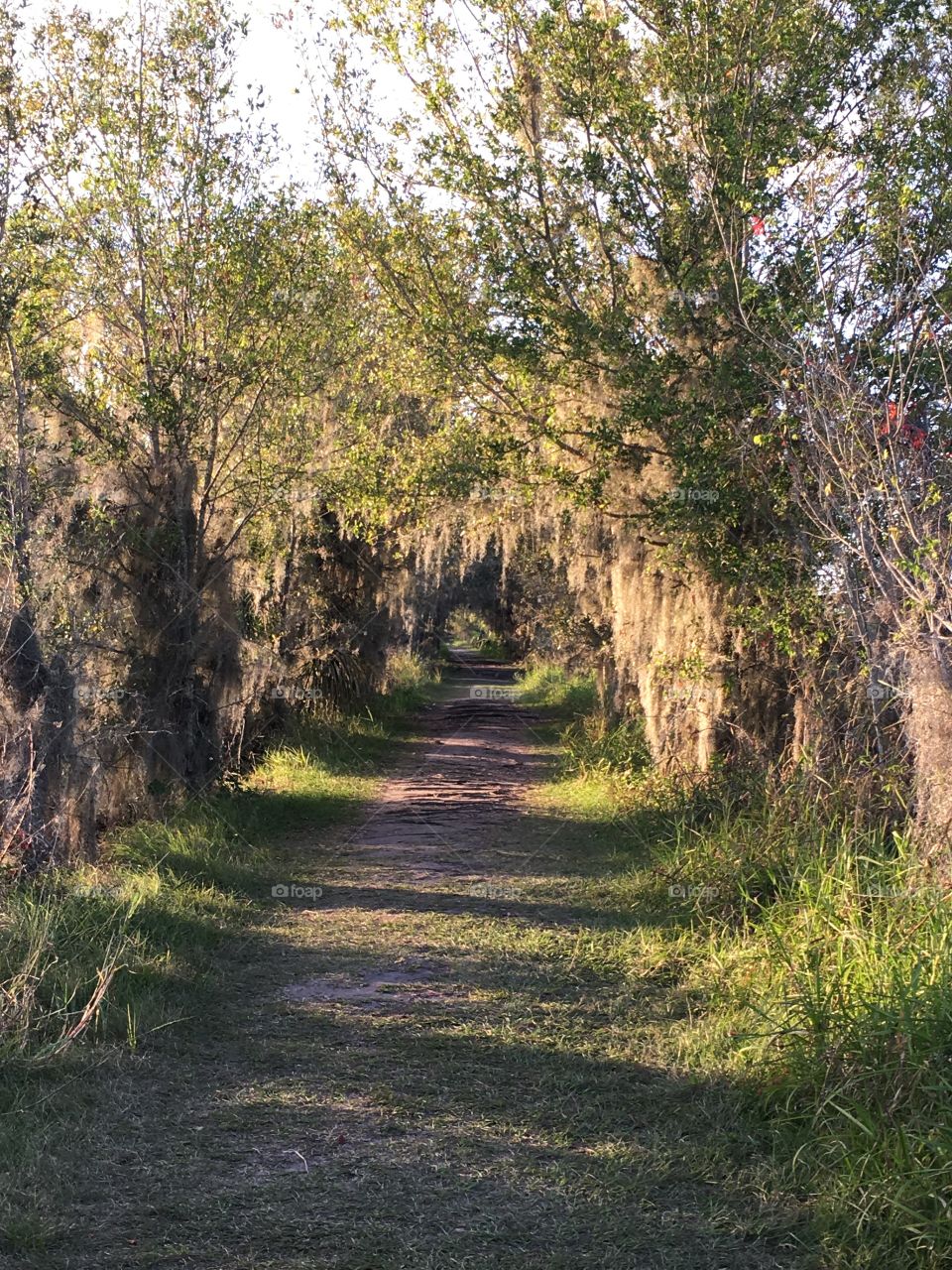 Tree lined walking path