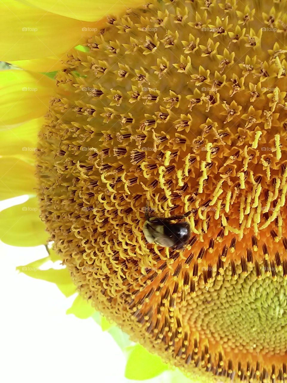 Bee in a sunflower 