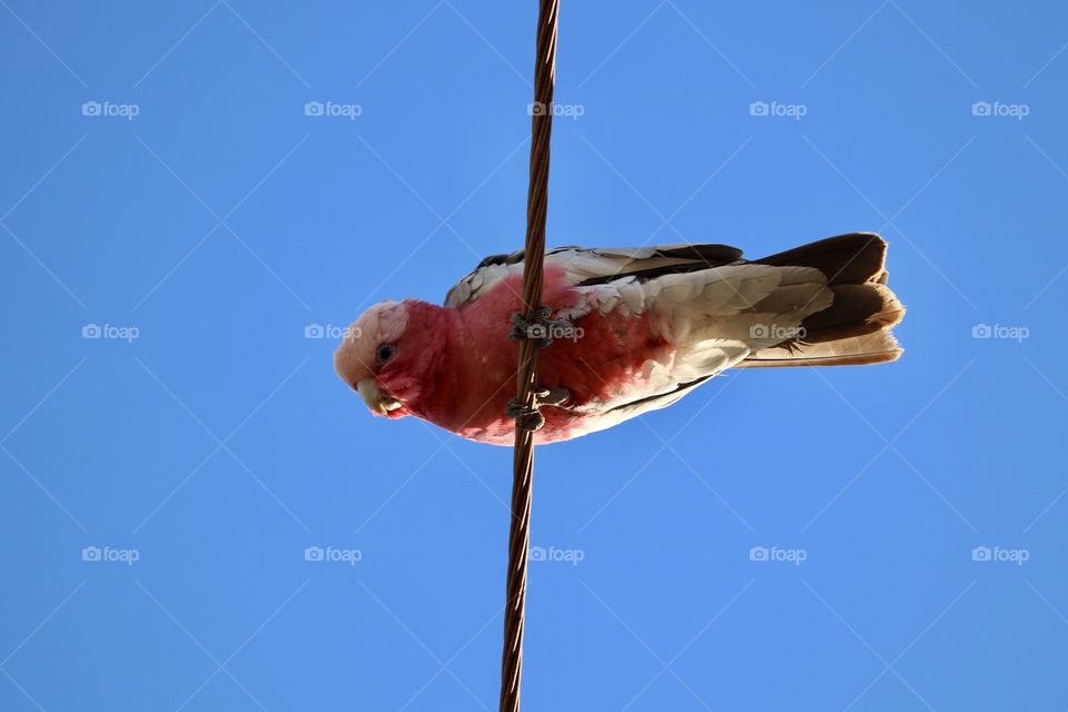 Pink Galah parrot on an electrical wire view from underneath the bird minimalistic space for text copy; conceptual. In Australia "Galah" is also used as a derogatory term for fool or idiot 