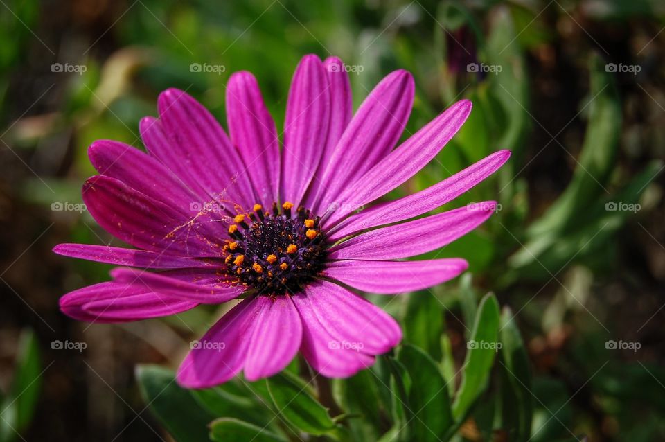 Close-up of a pink flower 