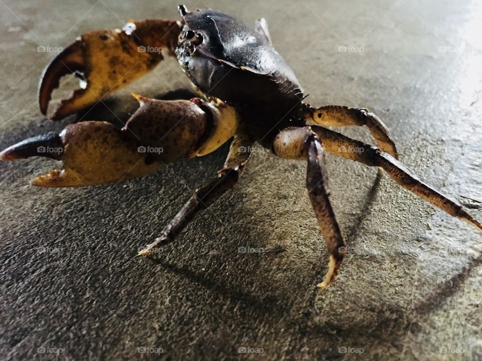 Crab