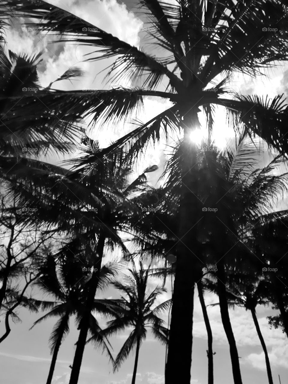 Th palm trees shot from the bottom view