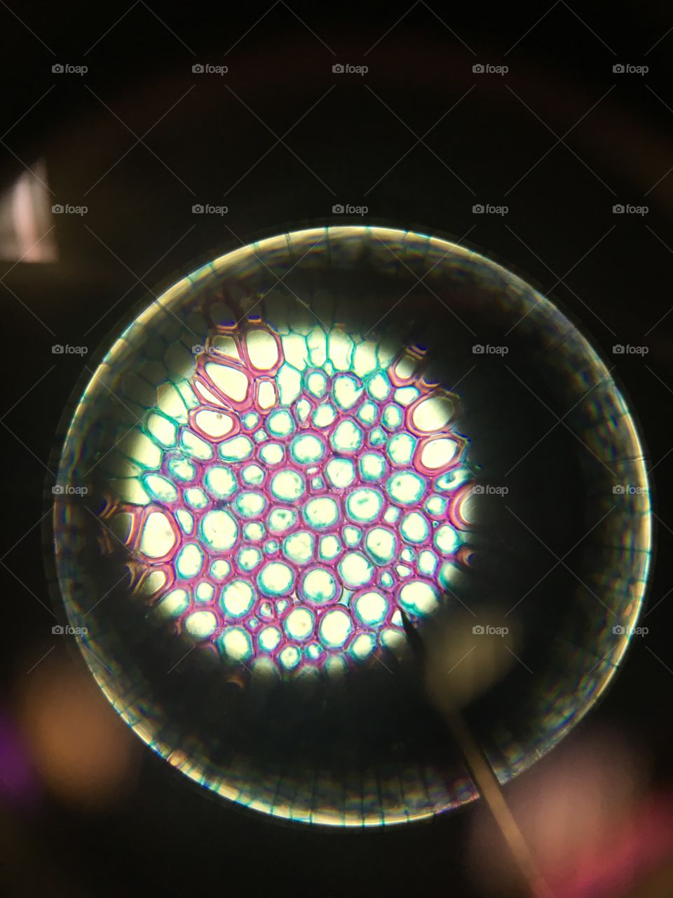 Fungi through the Microscope 