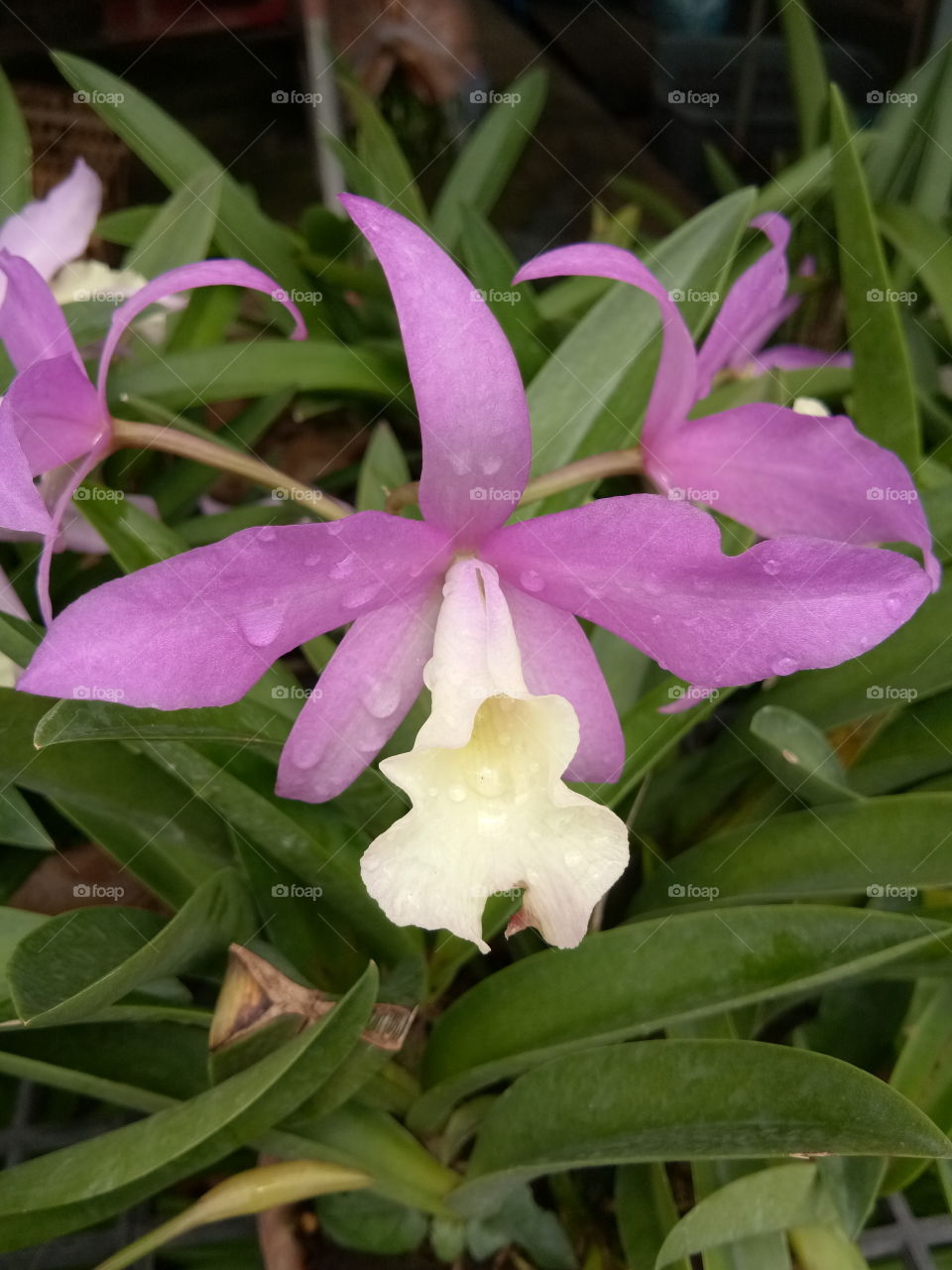 flower
thailand
orchid