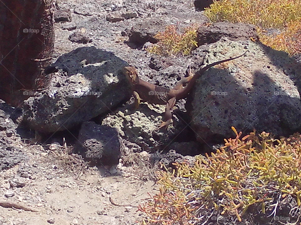 Galapagos iguana balancing between 2 rocks