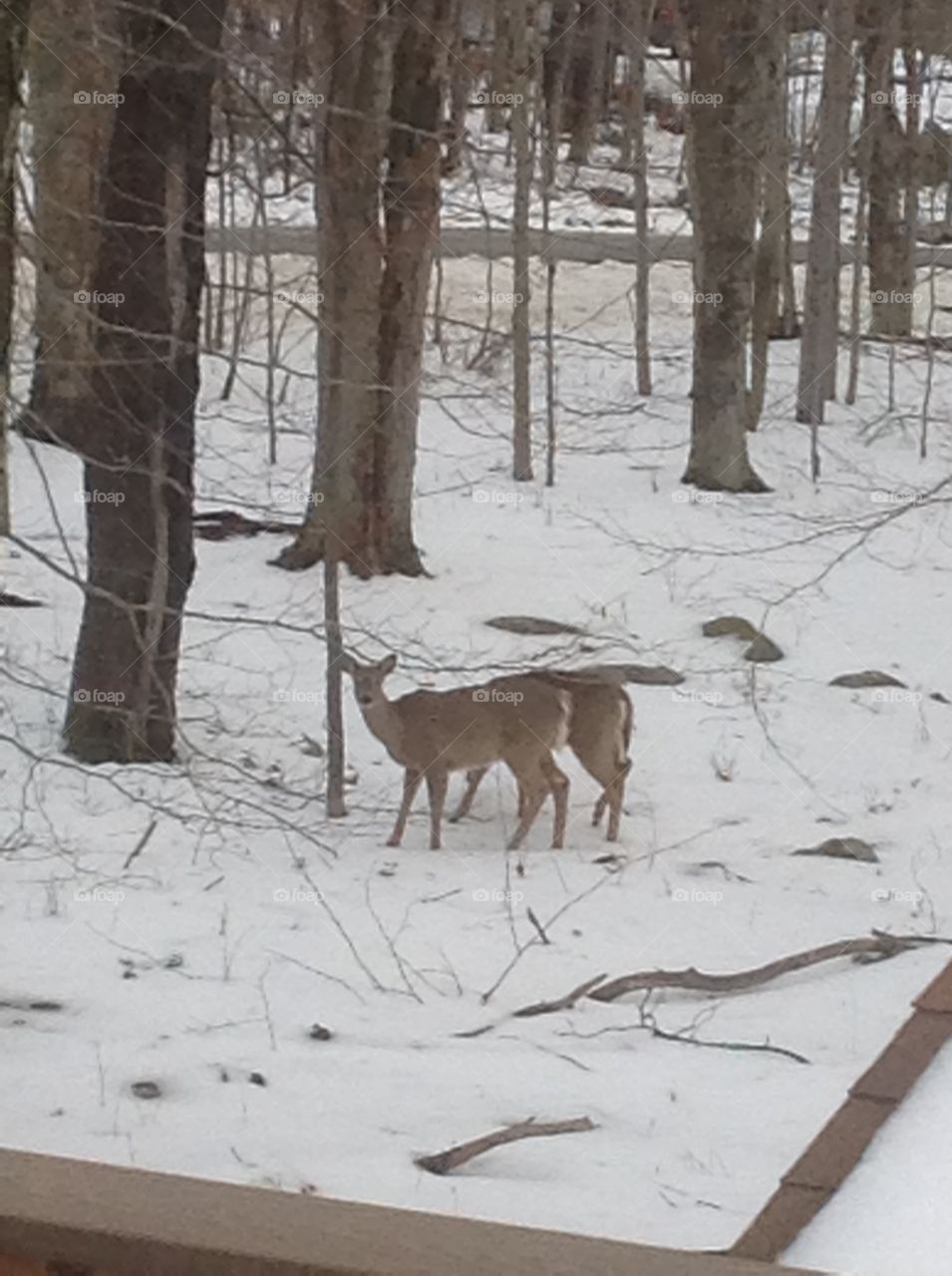 The deer with two butts.