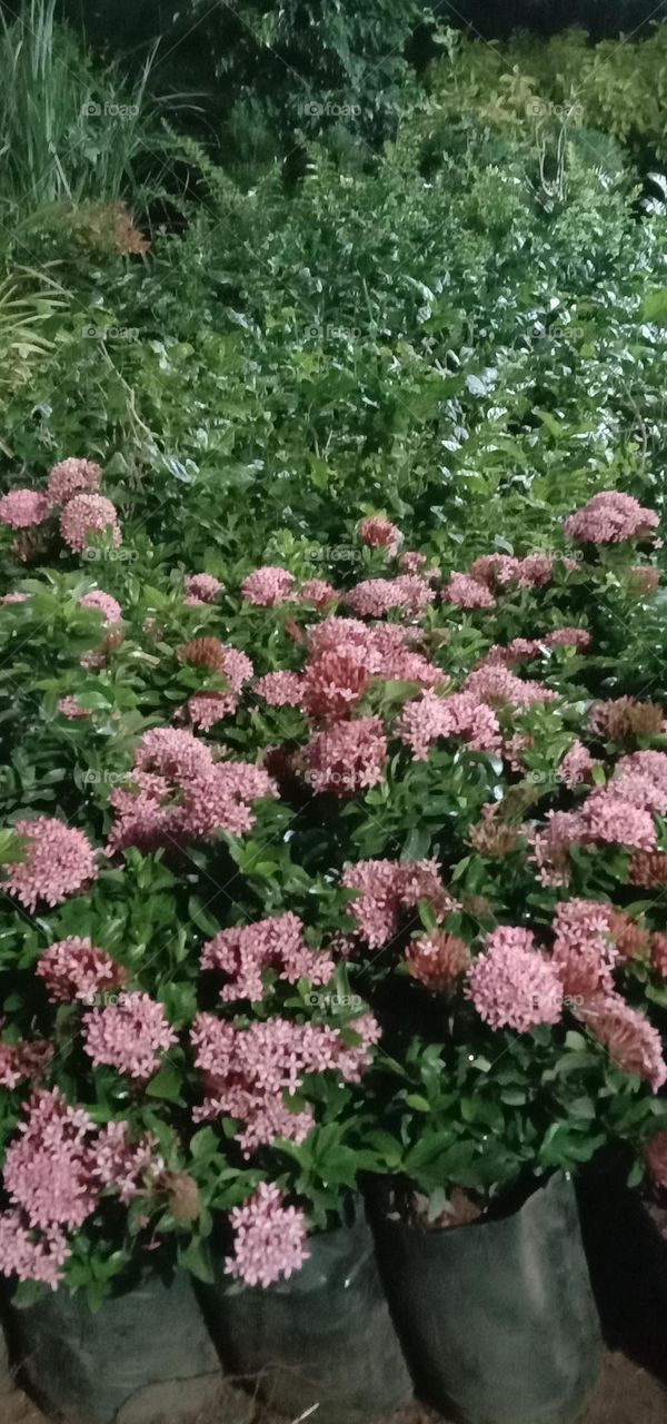 pink colour flowers