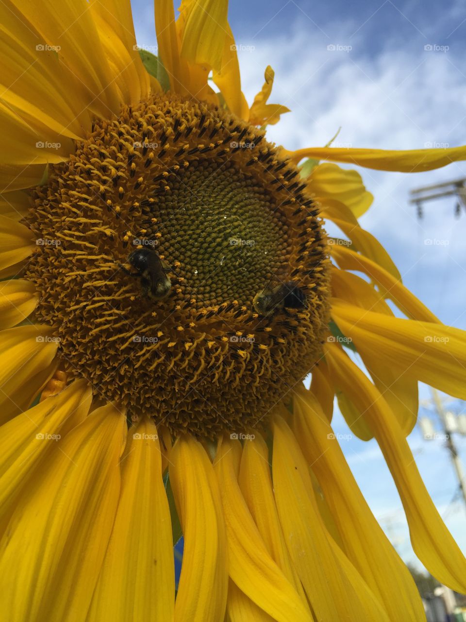 Two bumblebees trying to get the last of the pollen from a wilting sunflower on a late summer’s evening In Vancouver, British Columbia