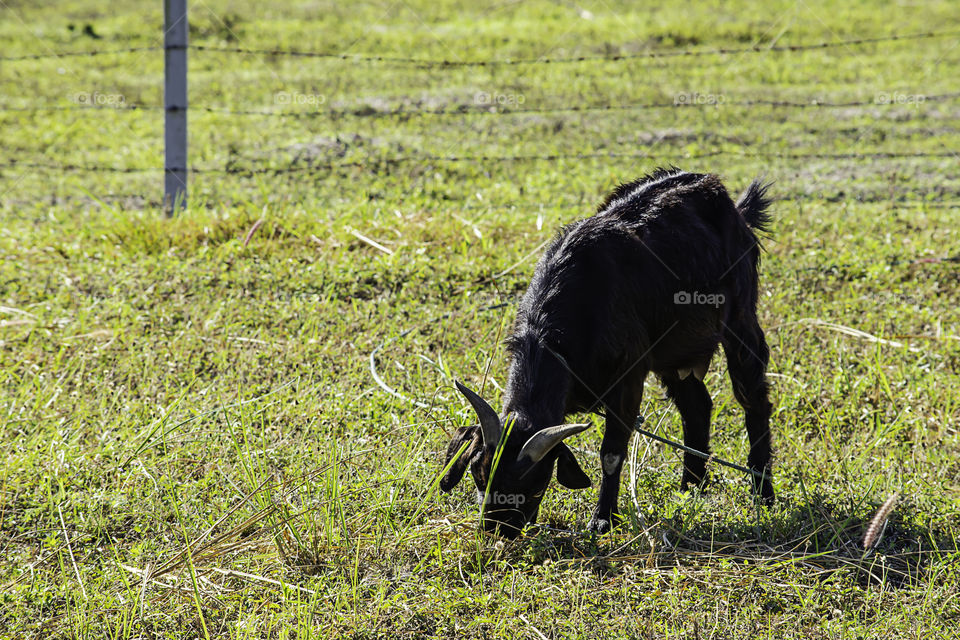 The goat eating grass in the morning.