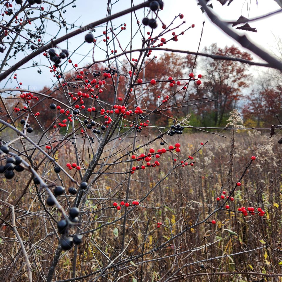 snowberries in fall