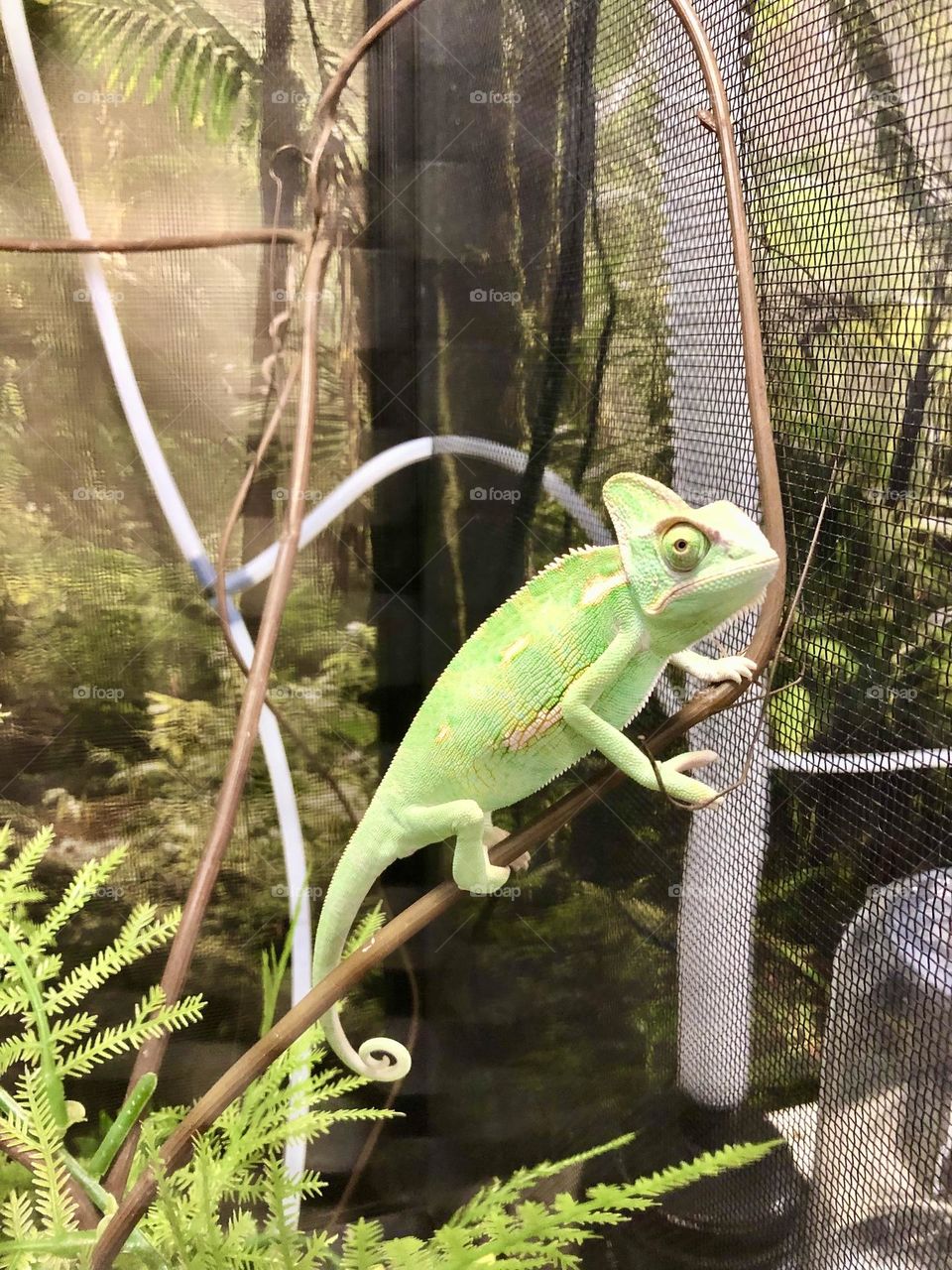 Rainforest creature at the Pet a store - Green chameleon 