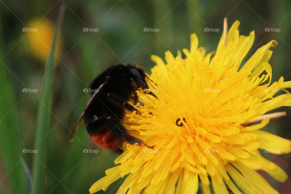 yellow flower