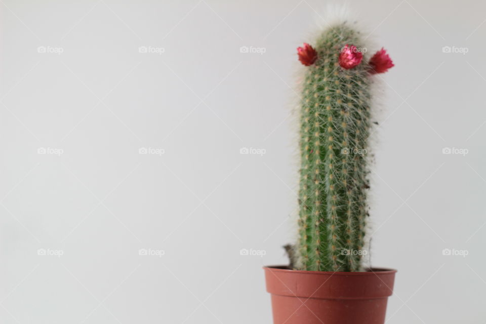 sexy cactus with red flower