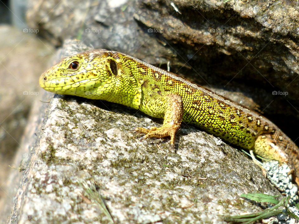 Green lizard is ready for sunbathing