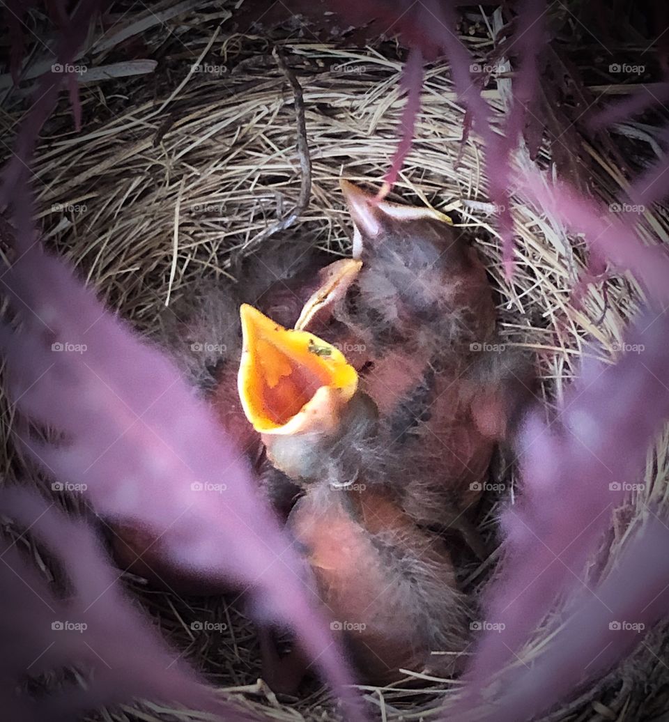 Baby birds in the nest 