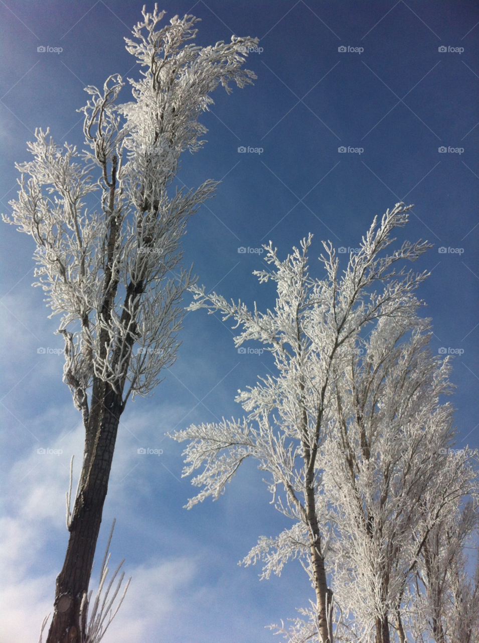 winter tree frost snow by jacksolovey