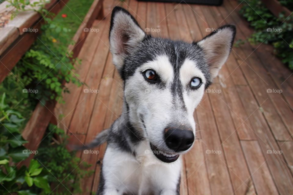 Husky at the Ready