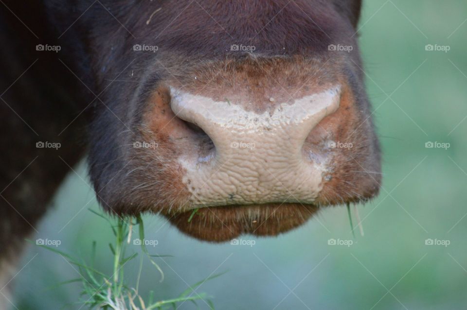 Close-up of a cow mouth