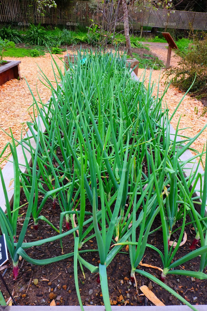 Vegetable garden,  shoots of onion bed