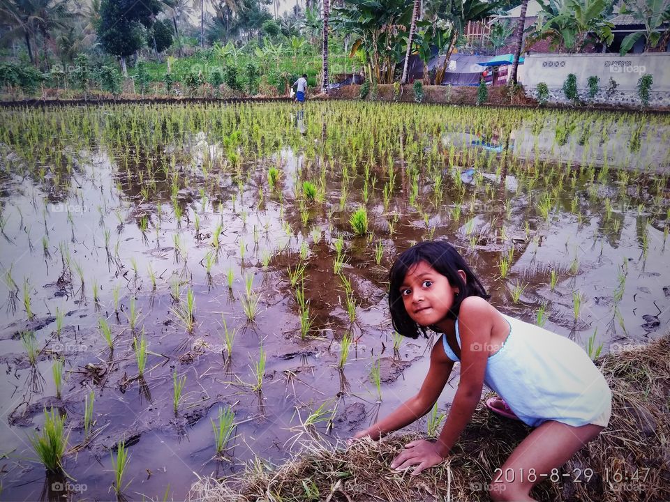 rice fields farmer agricultural play natural child outdoor