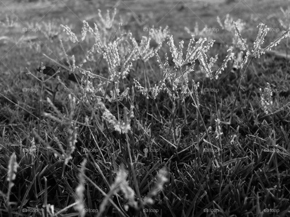 Grass flowers at morning time
