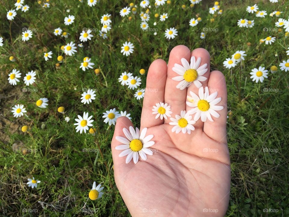 hand holding flowers 