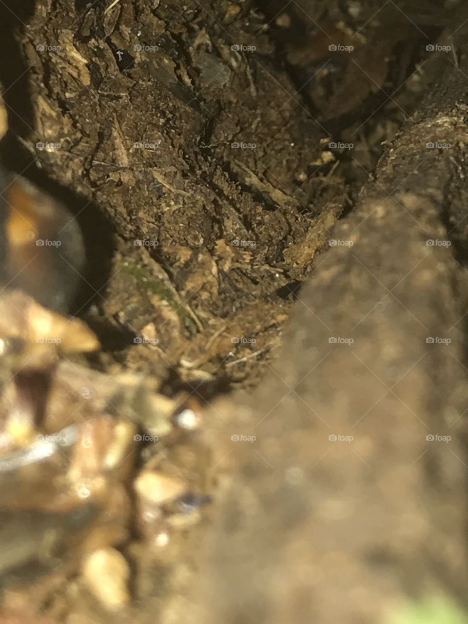 Sous un tronc d’arbre 
