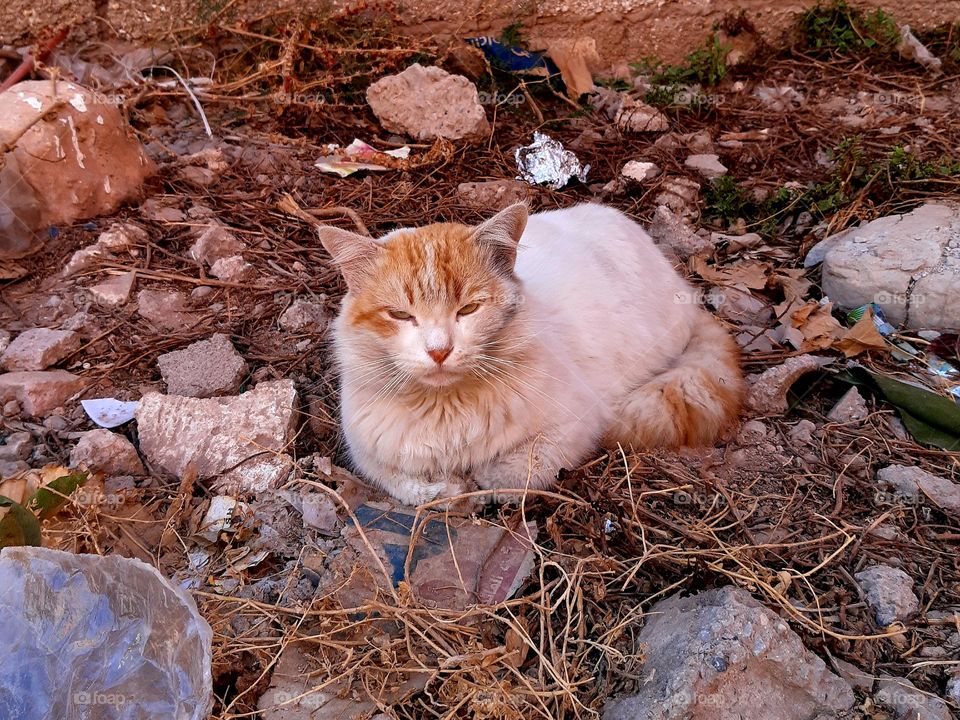 A close-up view of a ginger and white stray cat resting on a rough, debris-filled ground. The cat appears calm but slightly alert, surrounded by dry leaves, rocks, and scattered garbage, creating a contrast between the serene animal .a12 avril2024