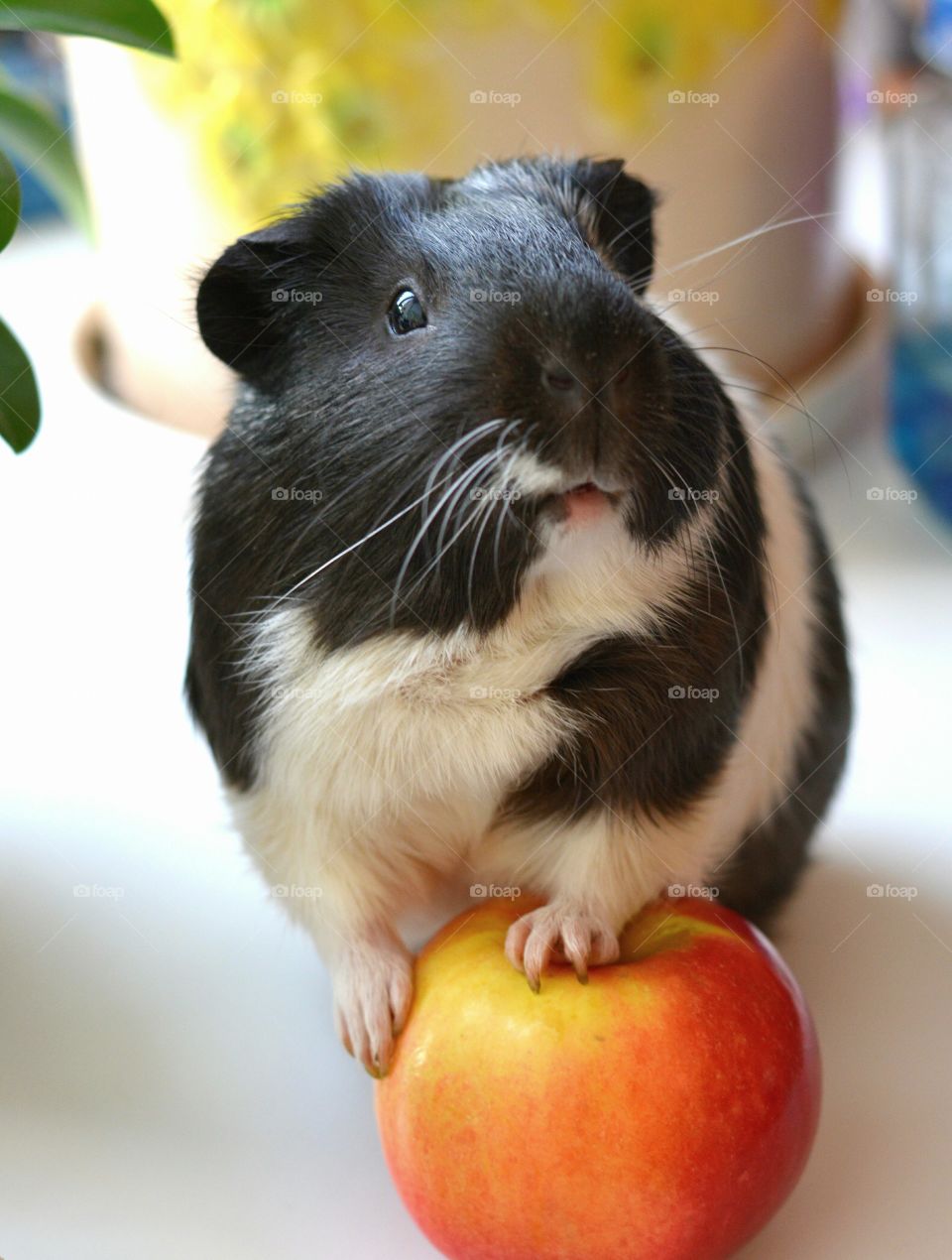 guinea pig pet beautiful portrait love pet