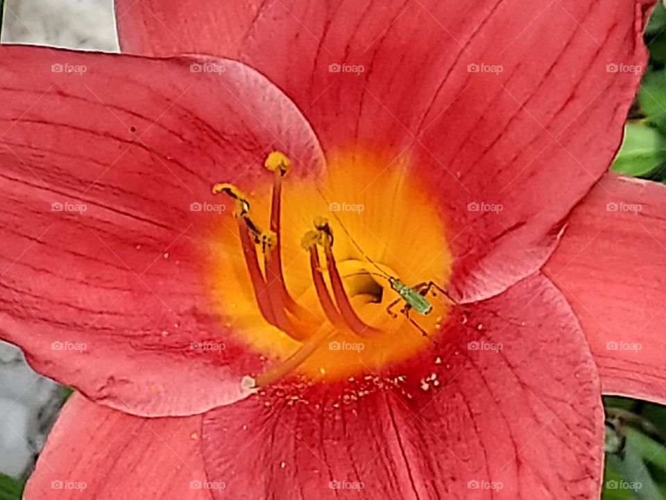 Close up of beautiful day lily with green bug.