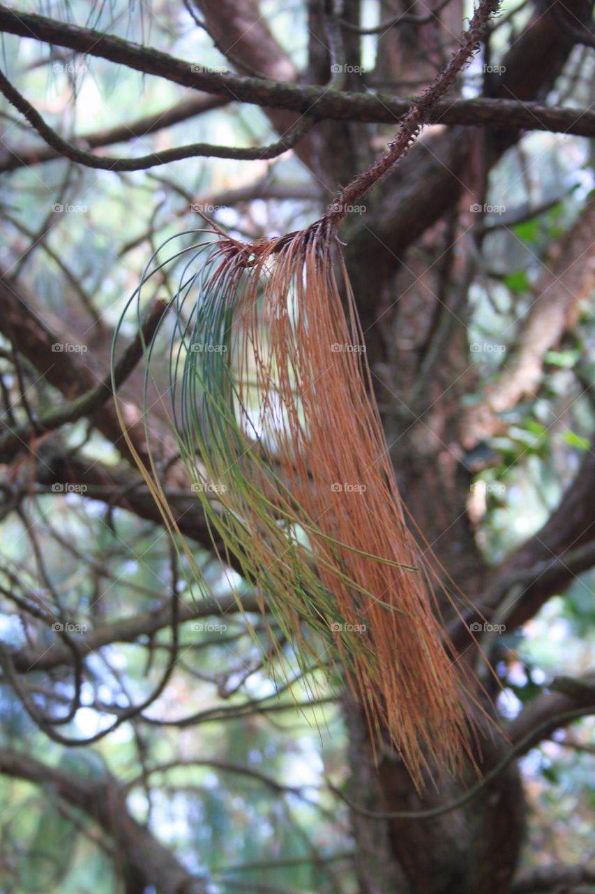Very long pine needles 