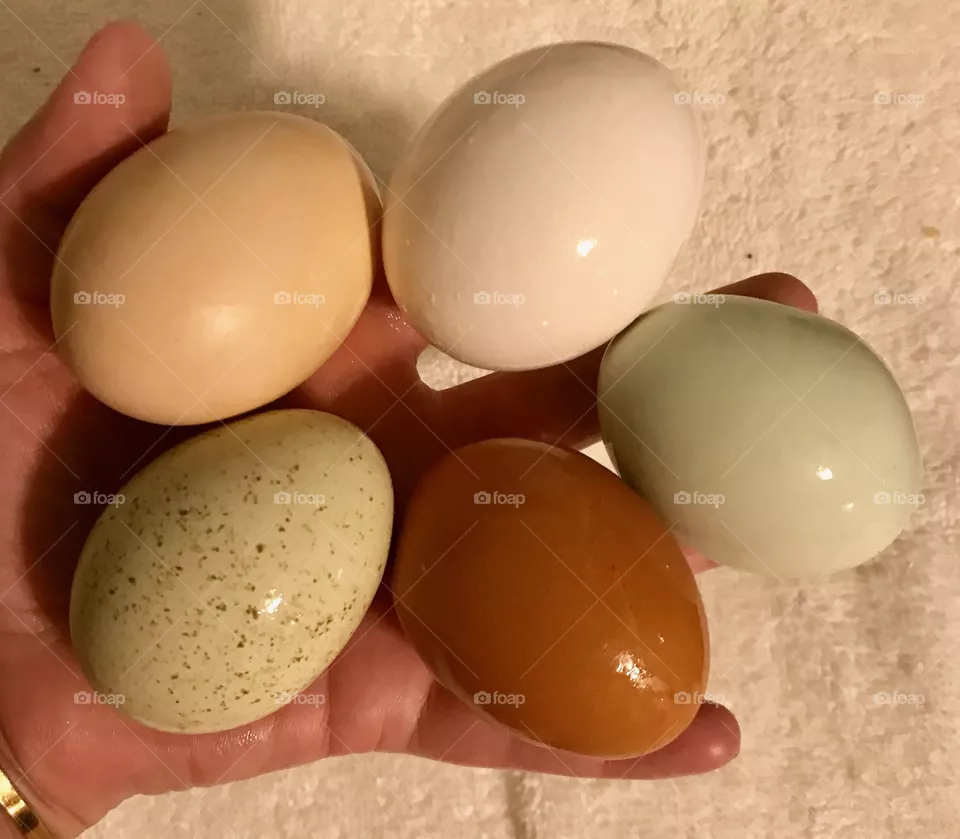 EGGciting
