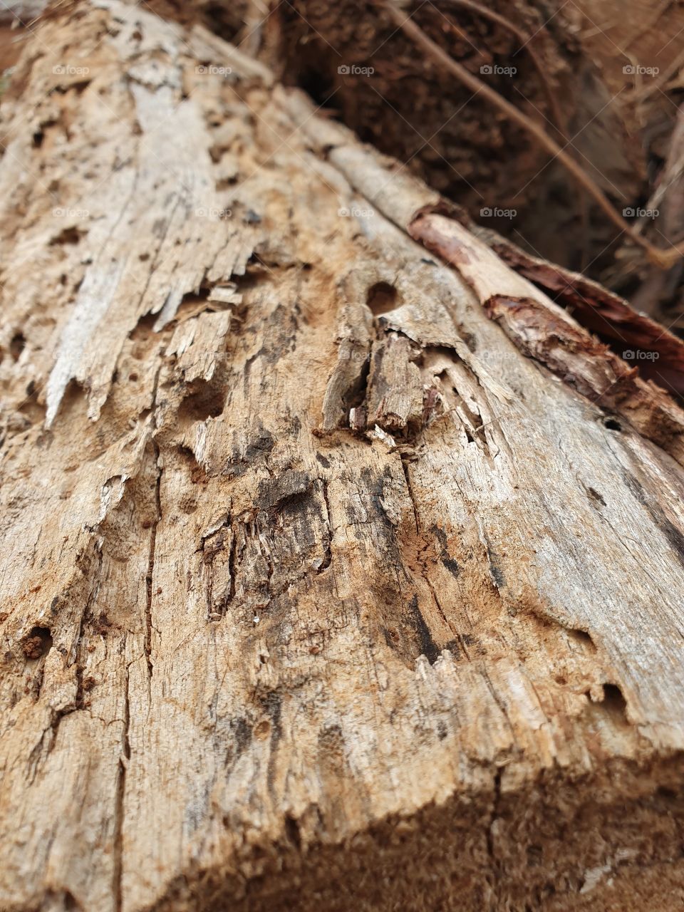 hollow weathered wood