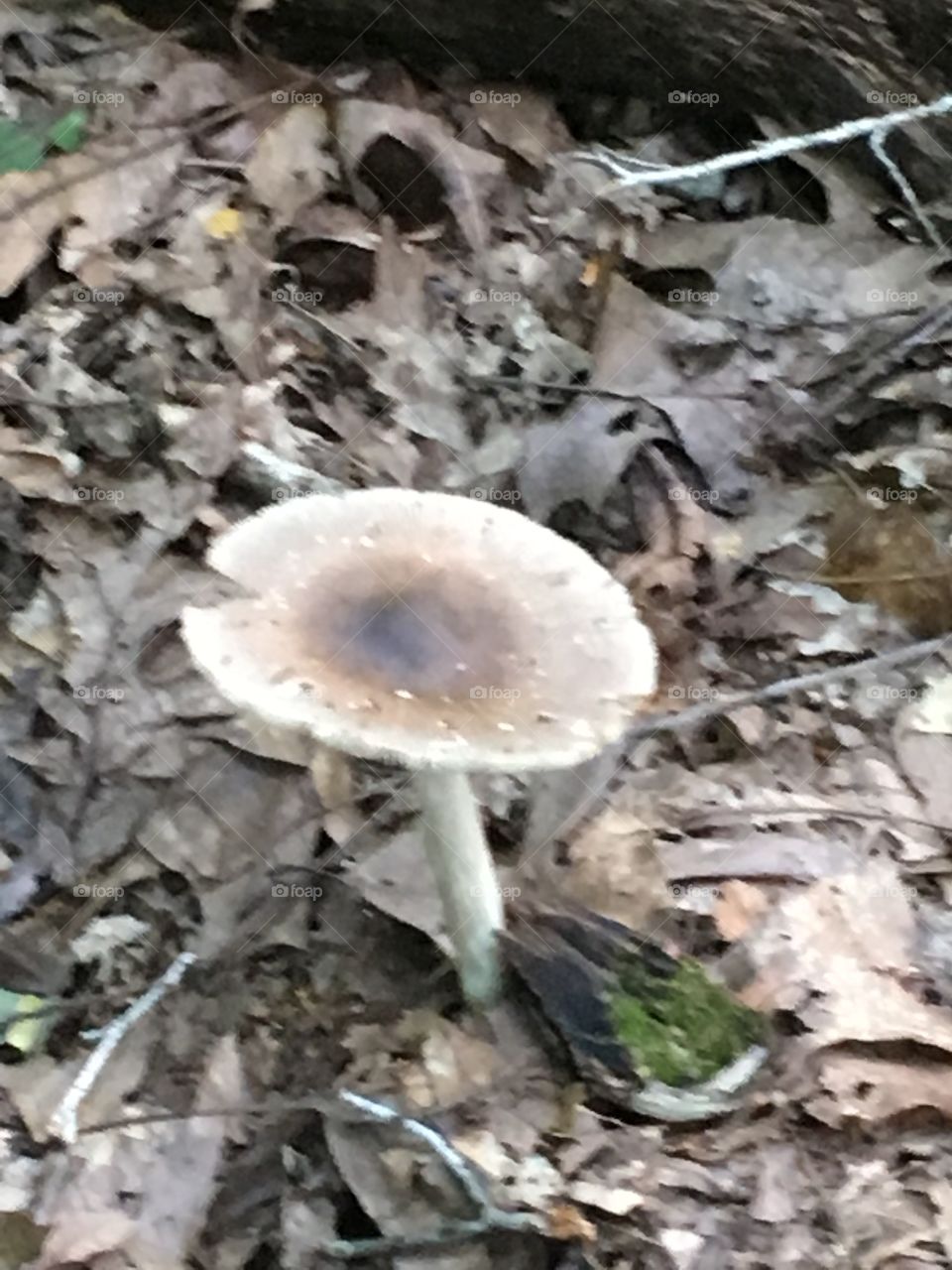 Fungus, Mushroom, Nature, Fall, Wood