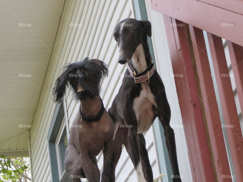 Chinese Crested and a Galgo keeping watch