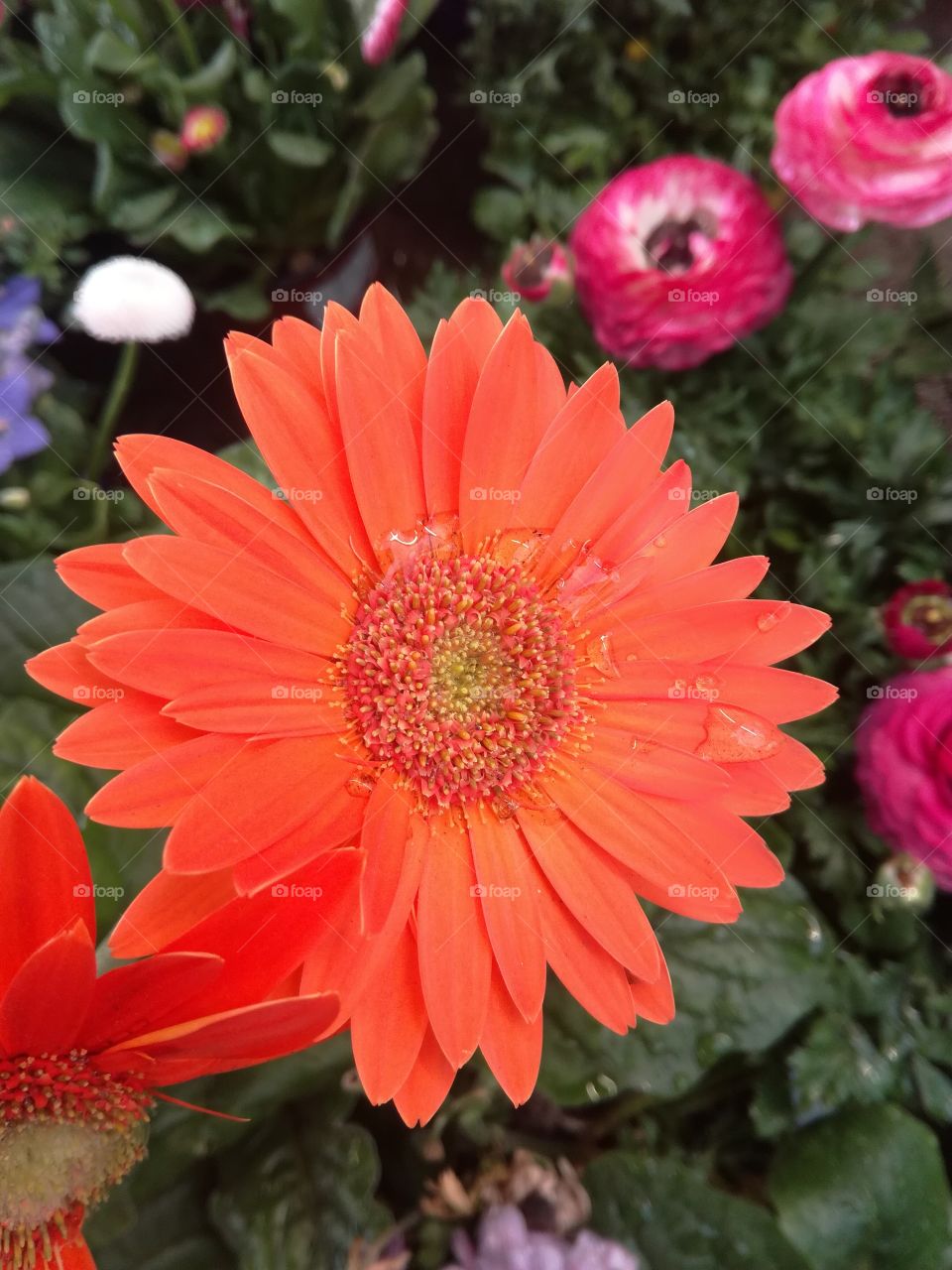 gerbera