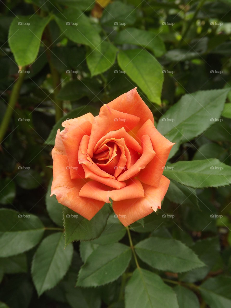 Orange Rose. I took this photo at a rose garden in Balboa Park. 