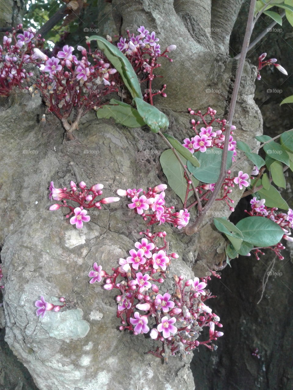 Carambola Flowers