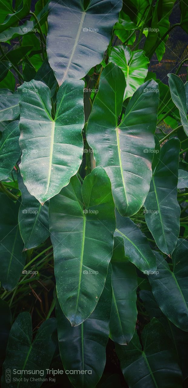 green colour signature