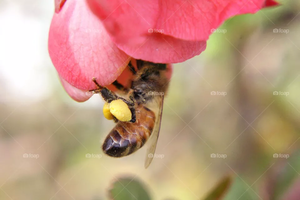 Bees