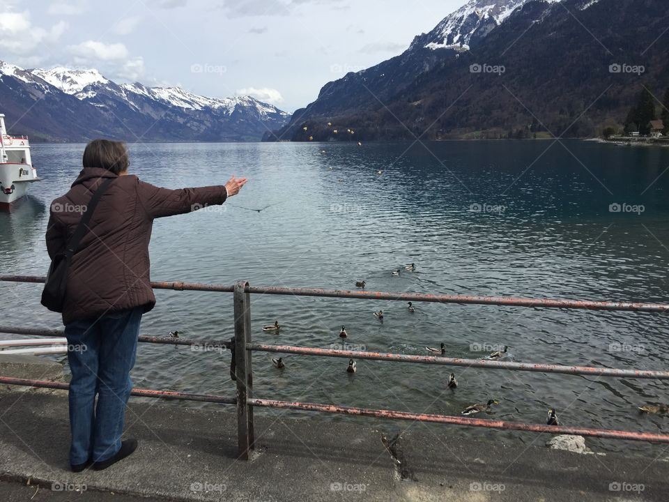 Elderly lady feeding ducks by the lakeside 