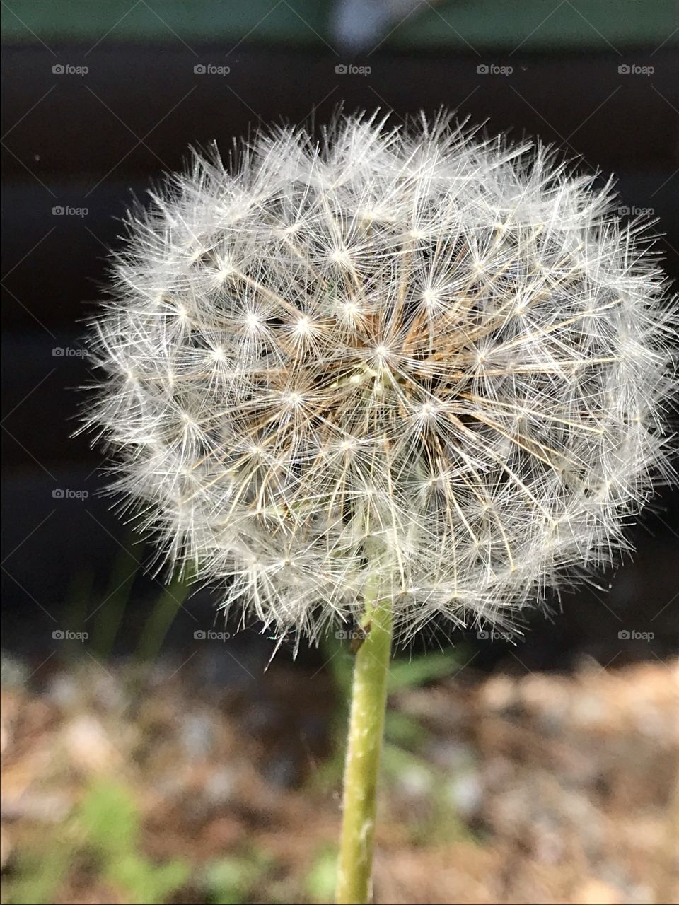 Dandelion flower