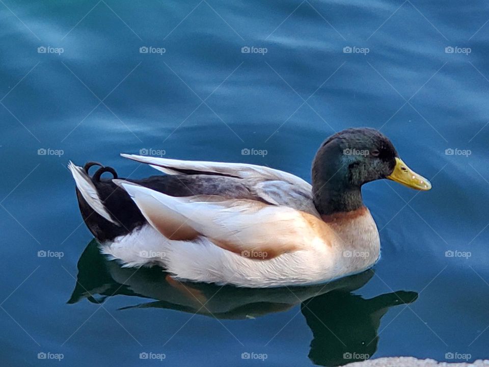 Duck on the Lake