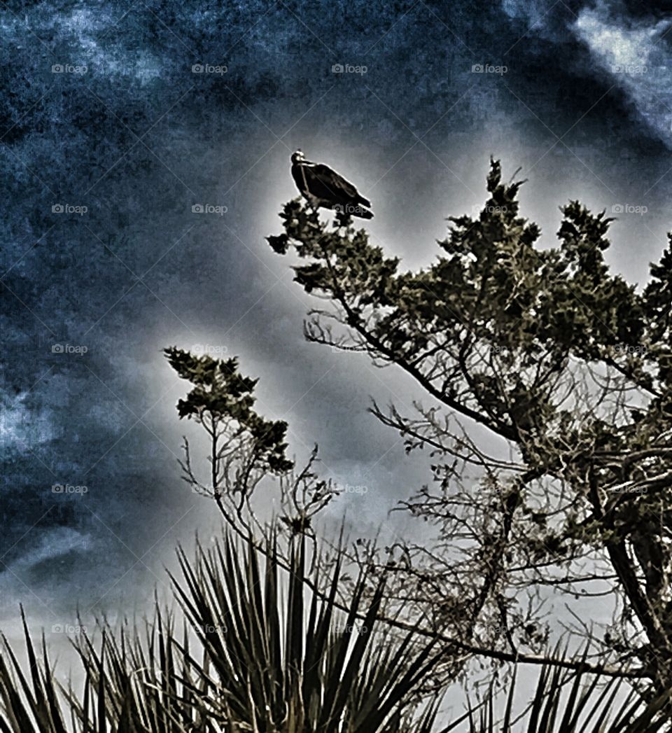 Buzzard surveying from commanding viewpoint