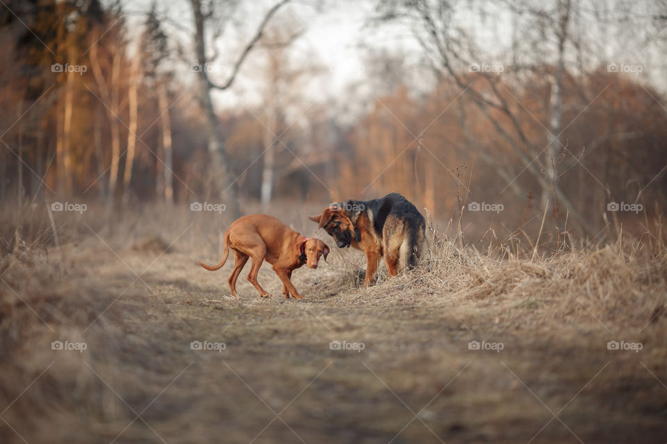 German shepherd young male dog playing with Hungarian vizsla dog outdoor at a spring evening