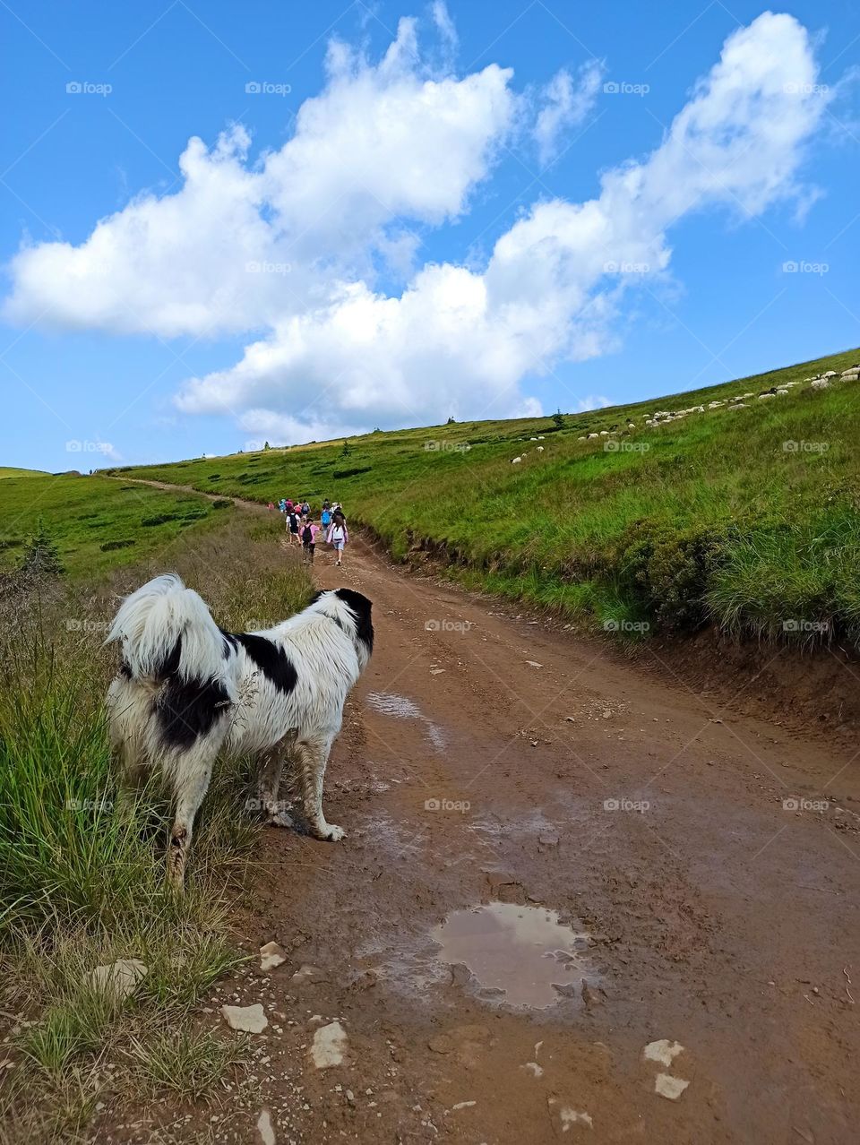 Your favourite travel destination
My beloved Carpathians. Green flower meadows. Cows with bells around their necks. Unforgettable trip across Ukraine. Mountains Dragobrat. Magnificent nature.