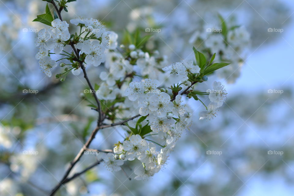 flowering tree