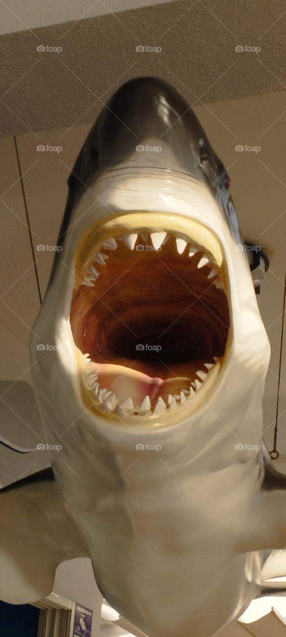 Sark, tiburon de papel,